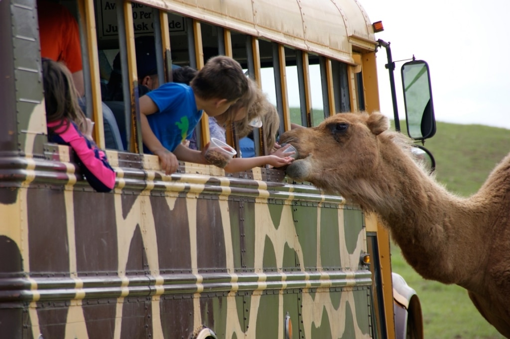 Fort-Chiswell-Animal-Park-Humphrey