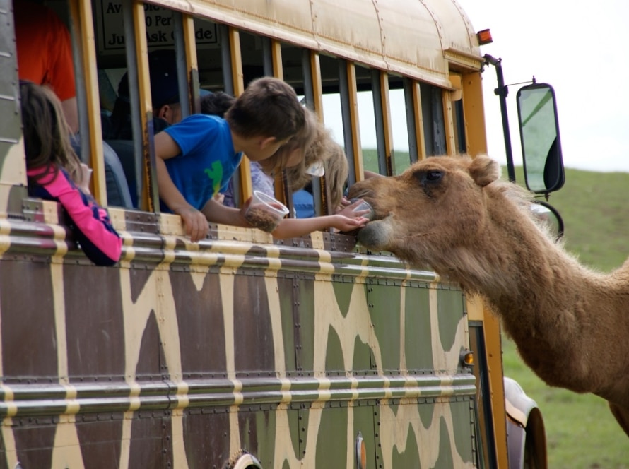 Fort-Chiswell-Animal-Park-Humphrey